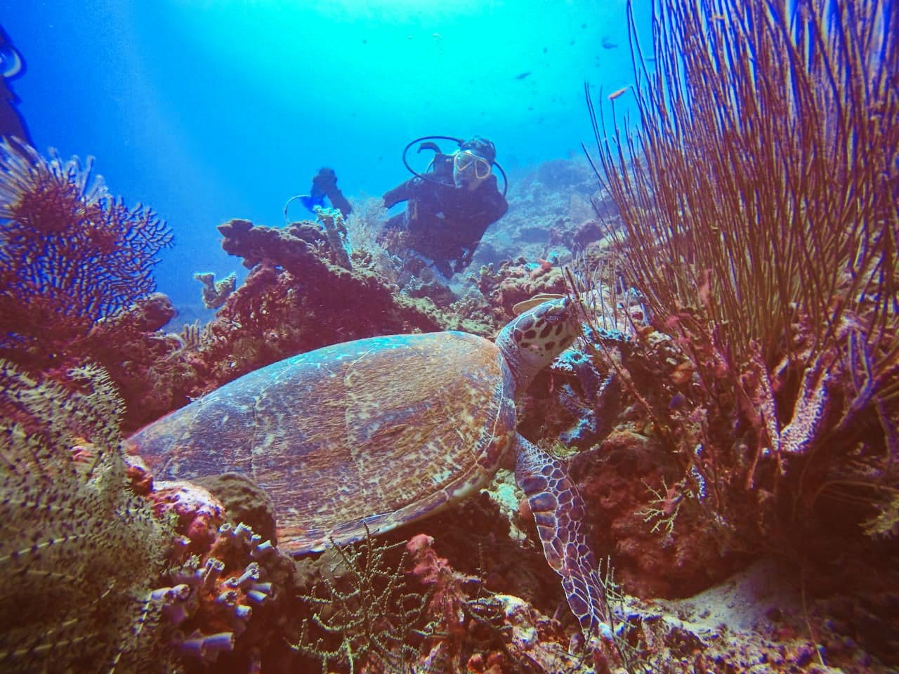 diving-menjangan-01